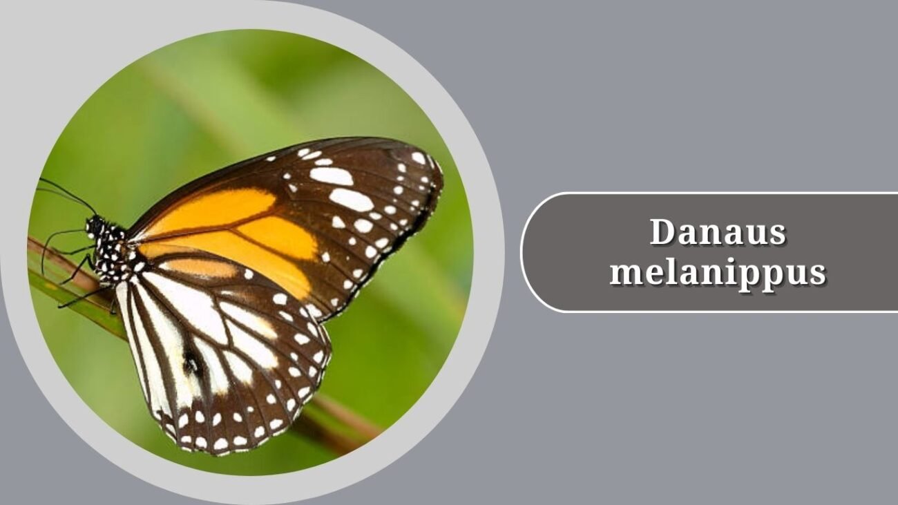 Danaus melanippus (Black-veined Tiger)