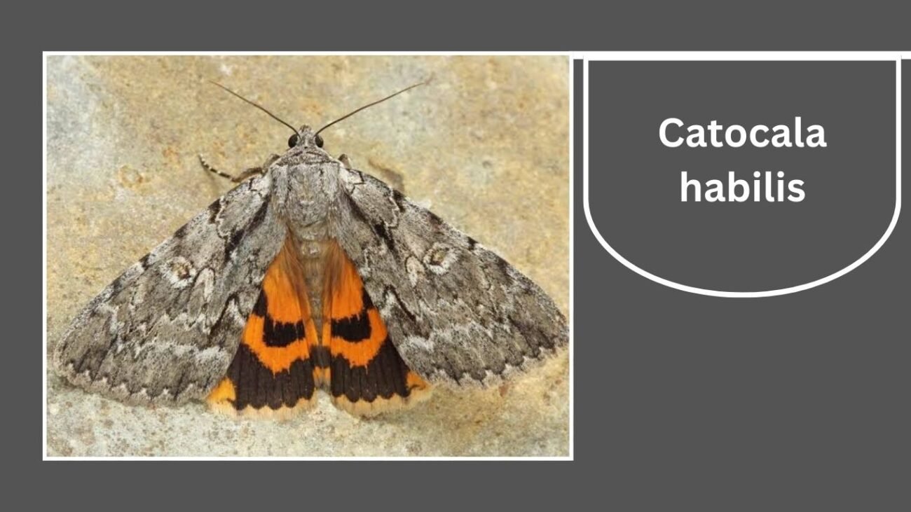 Catocala habilis (Habilis Underwing)