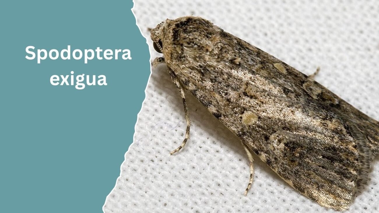 Spodoptera exigua (Beet Armyworm)