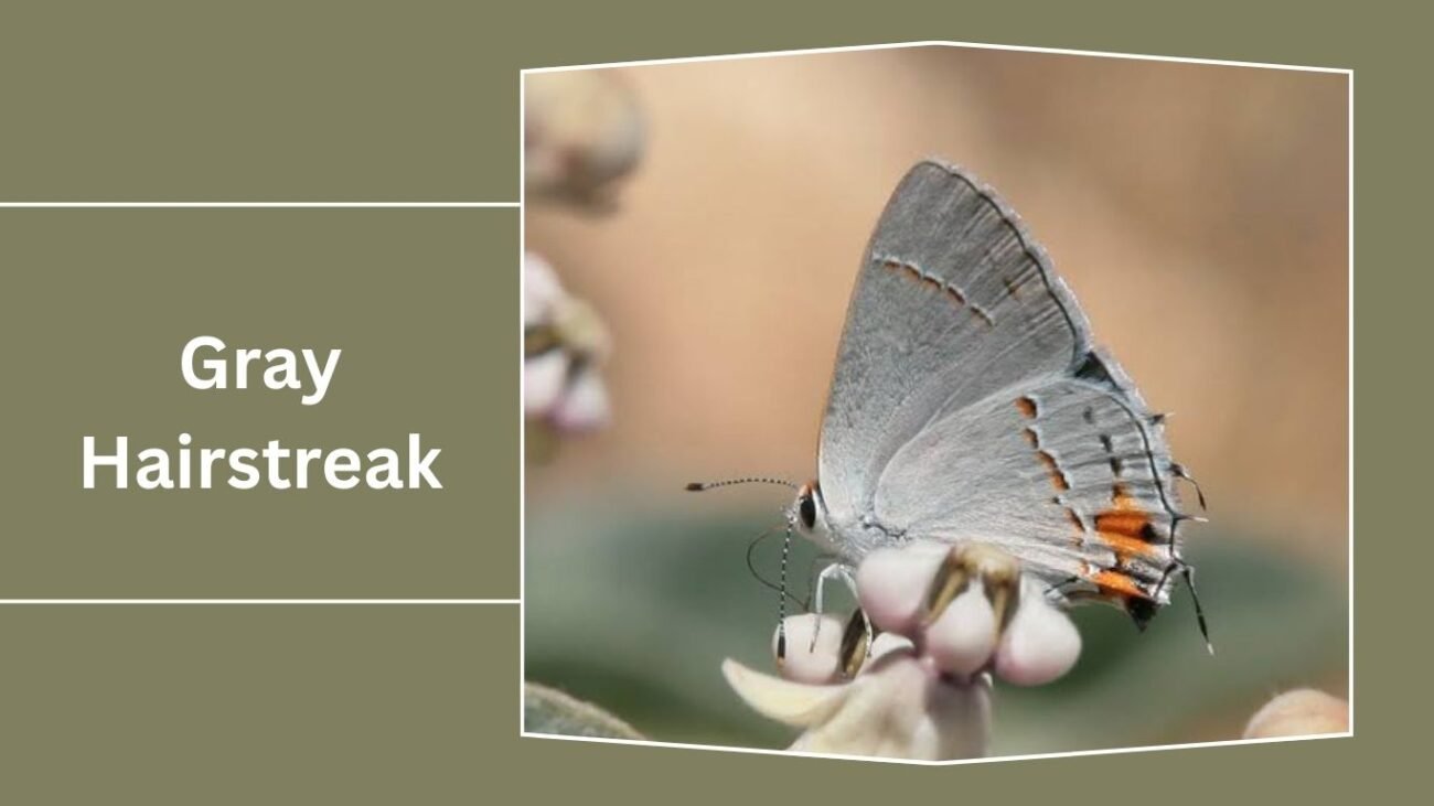 Gray Hairstreak