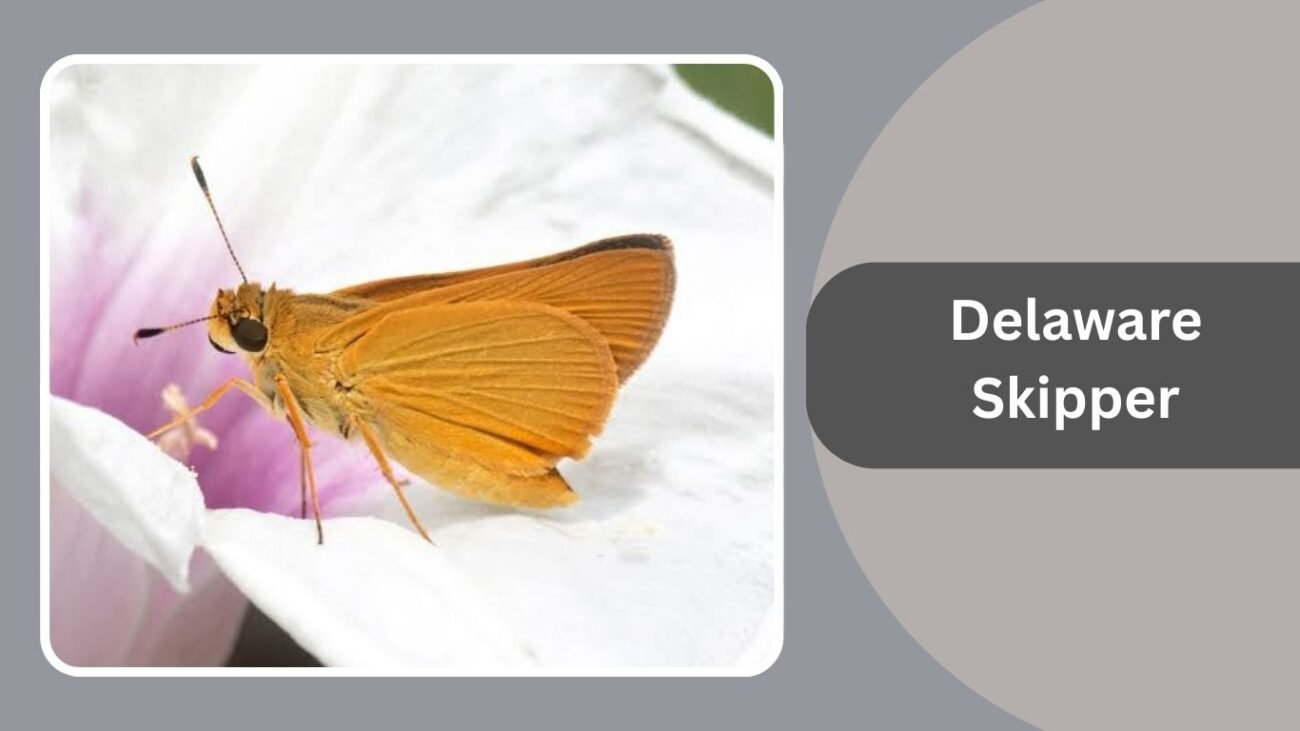 Delaware Skipper