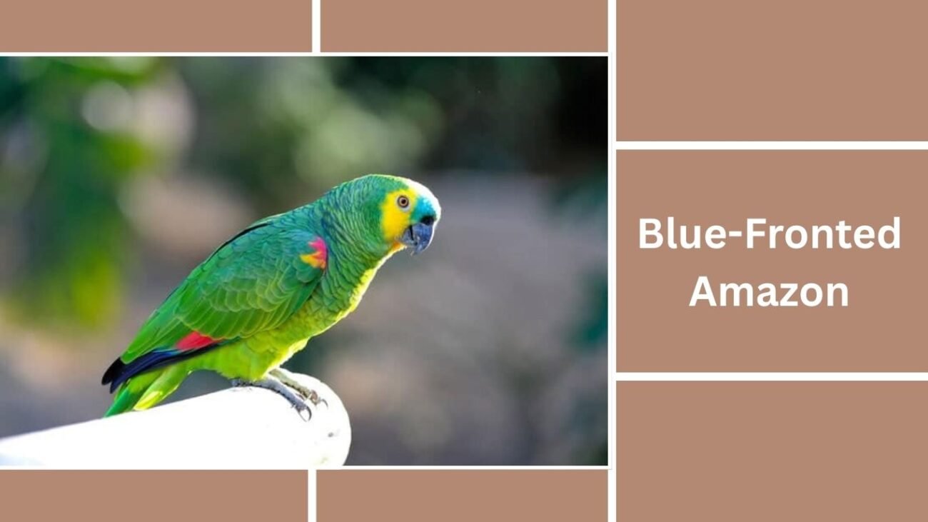 Blue-Fronted Amazon