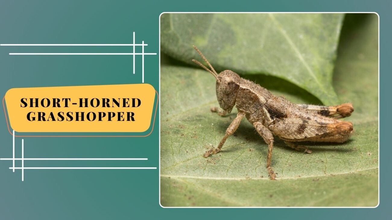 Short-horned Grasshopper