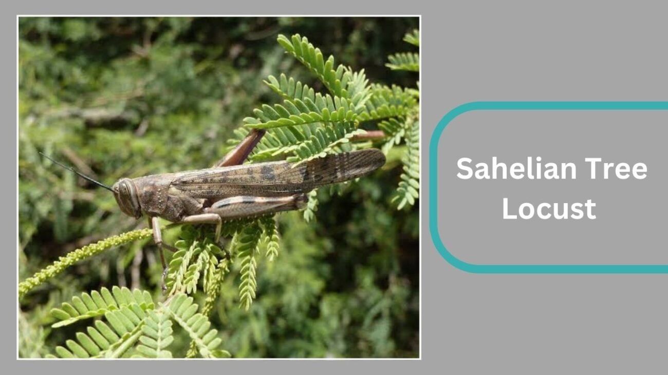  Sahelian Tree Locust (Anacridium melanorhodon)