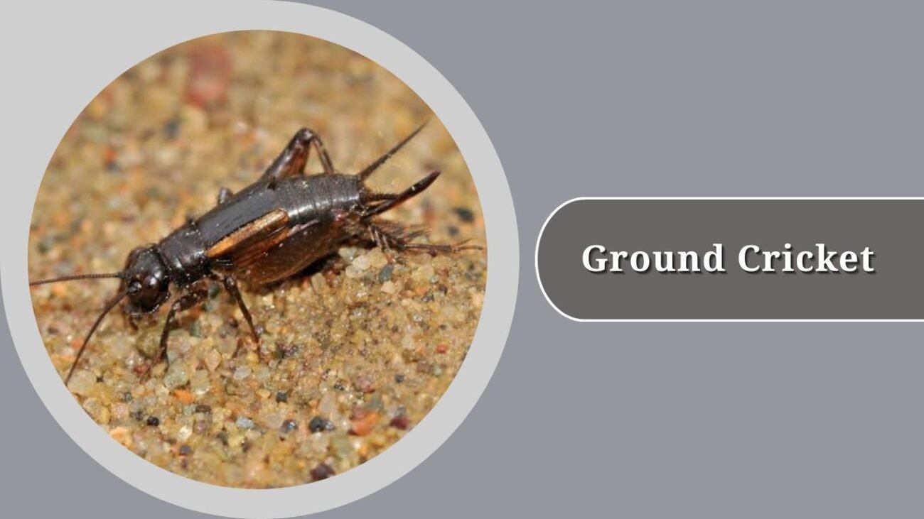 Ground Cricket