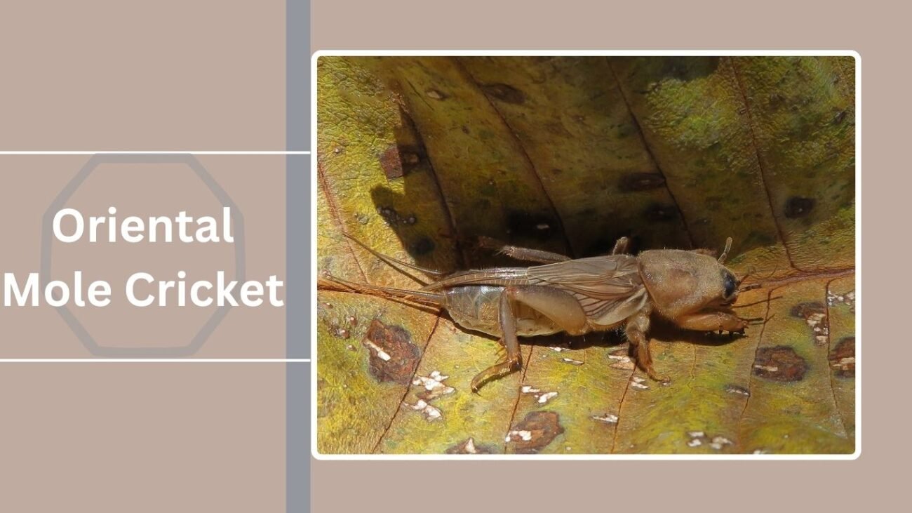 Oriental Mole Cricket