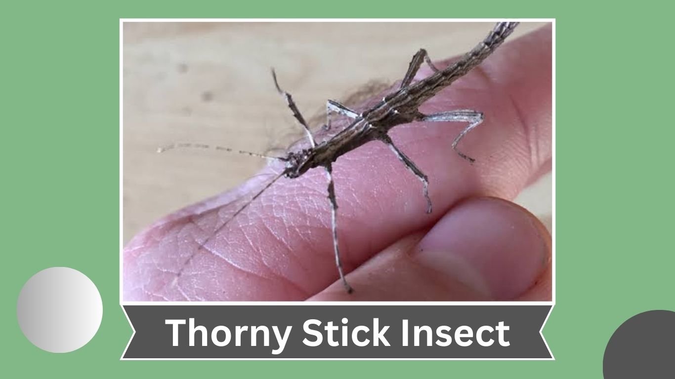 10 Types of Stick Insect: Identification With Picture