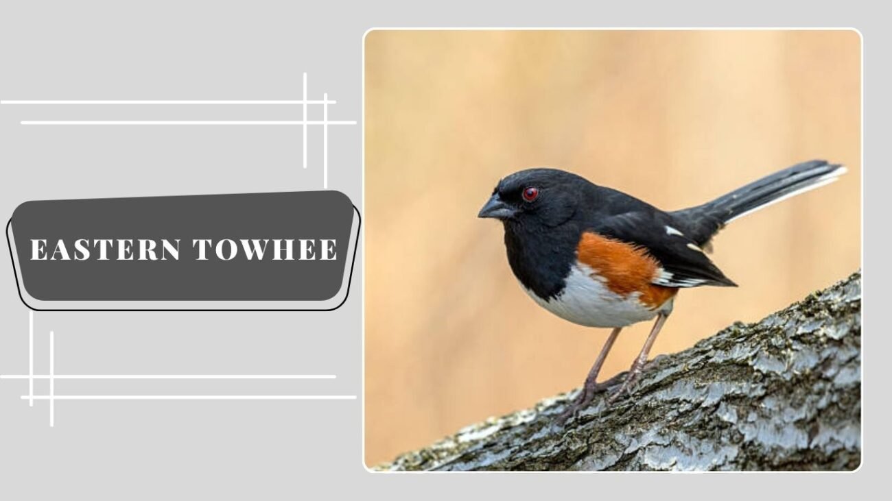Eastern Towhee (Male)