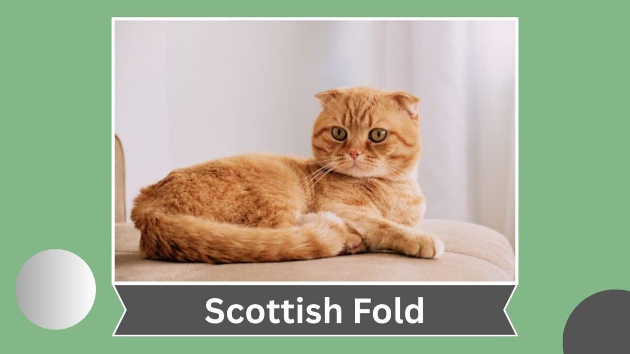 Scottish Fold