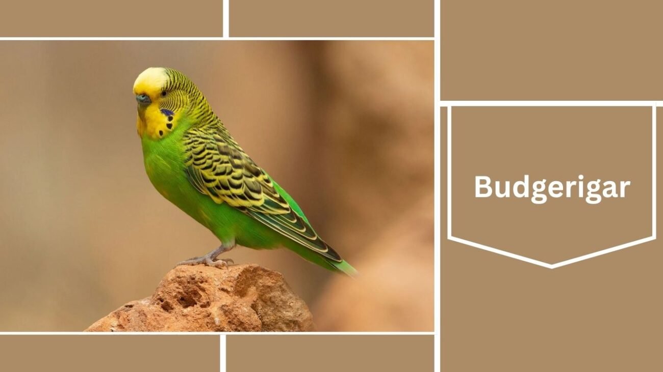 Budgerigar (Budgie)