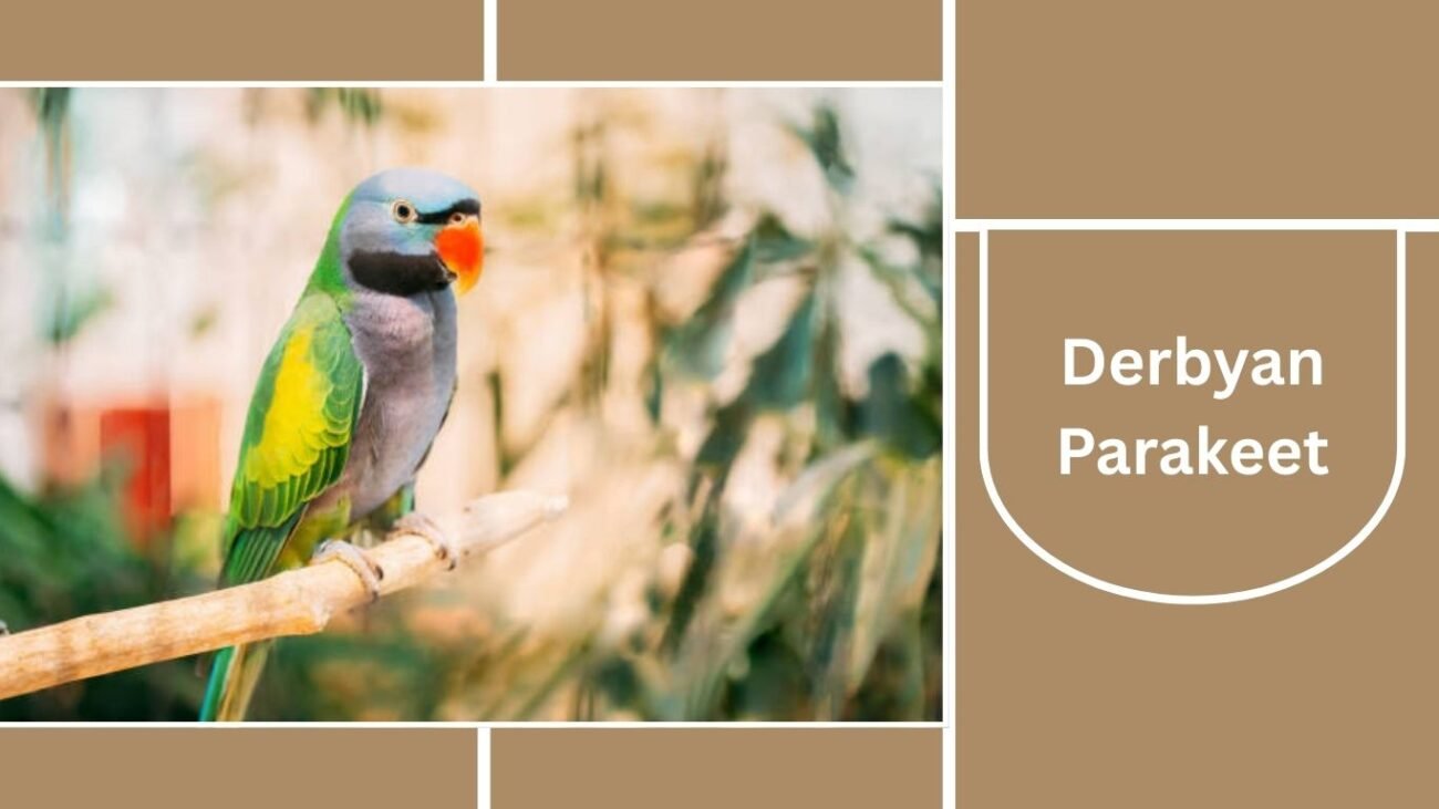 Derbyan Parakeet