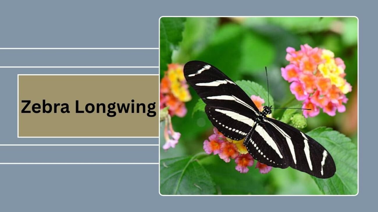 Zebra Longwing