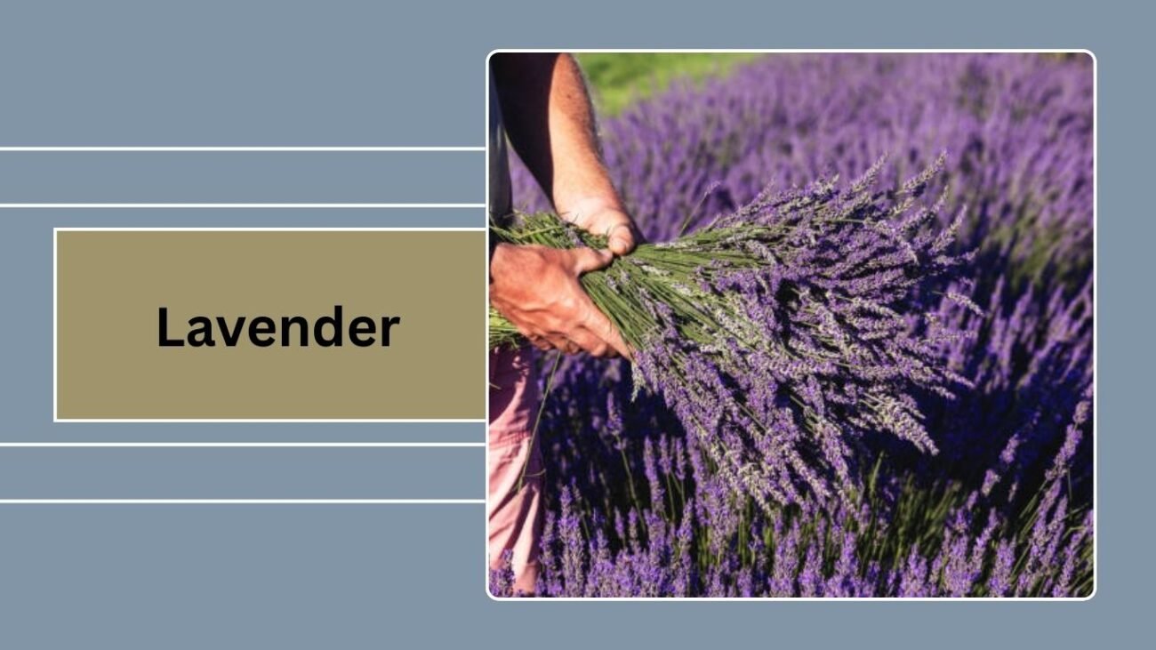 Lavender