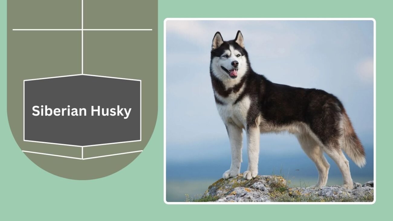 Siberian Husky