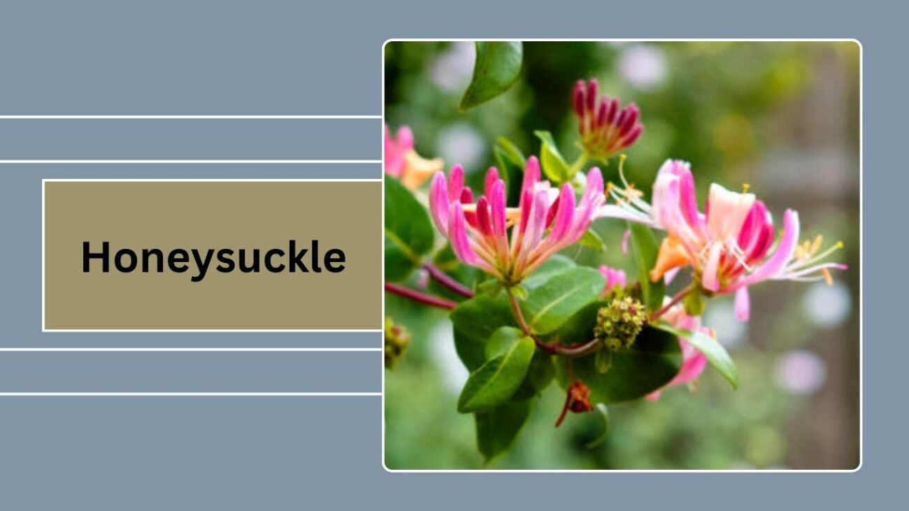 Honeysuckle