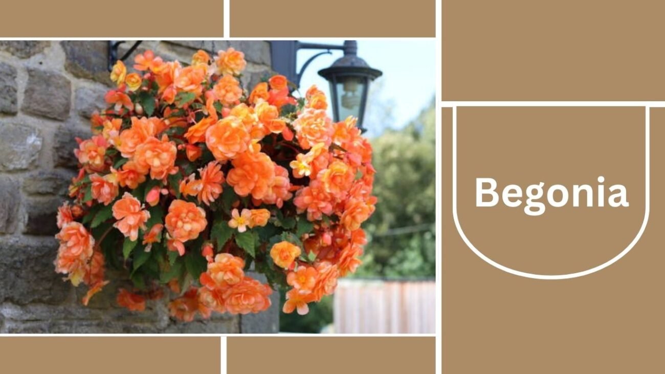 Begonia