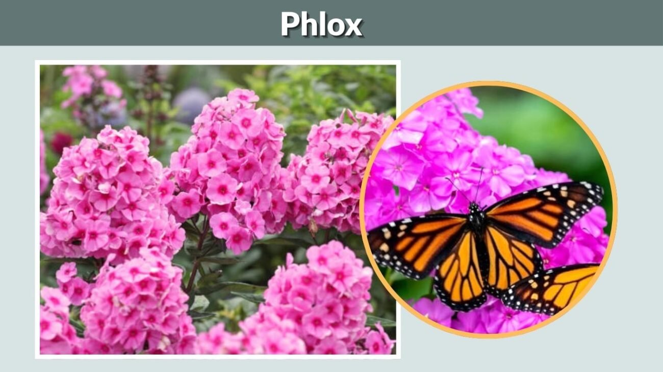 Phlox