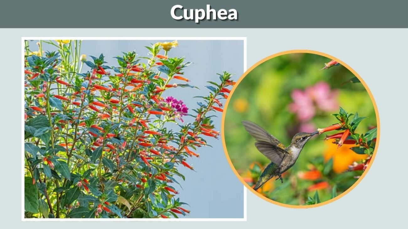 Cuphea (Cigar Plant