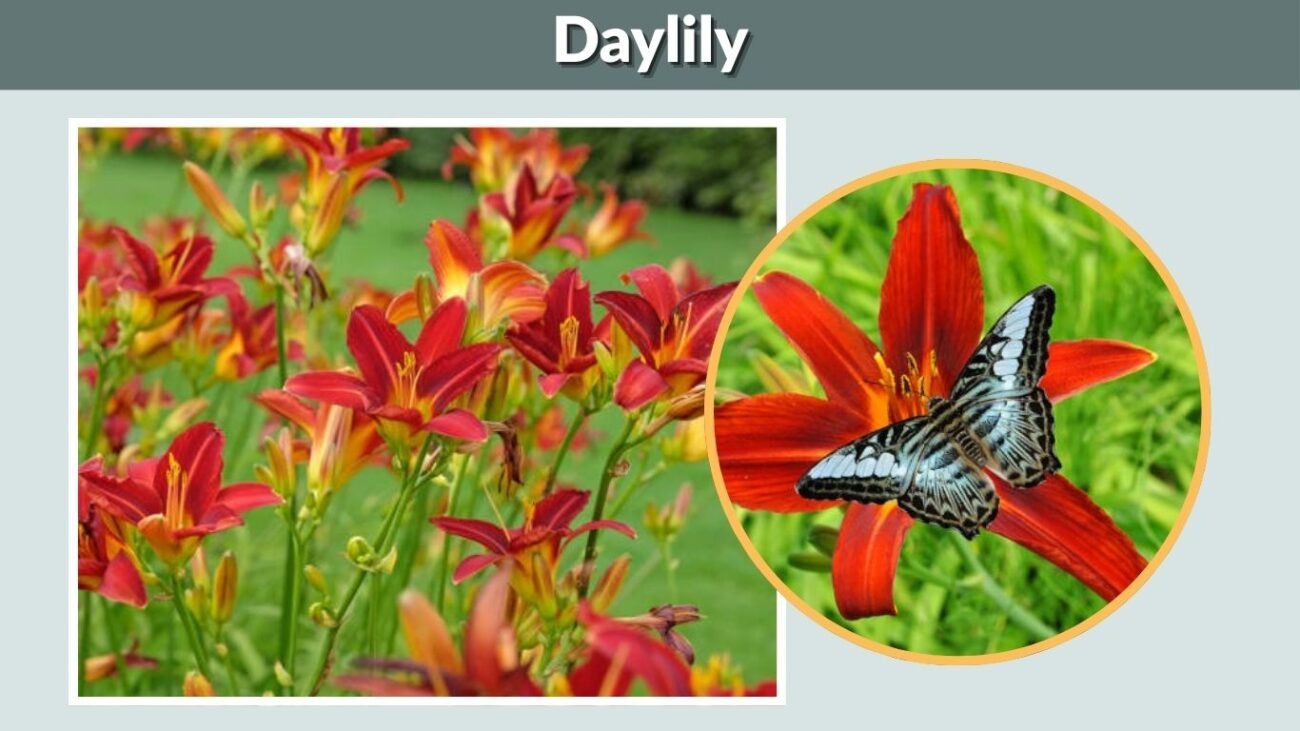 Daylily (Hemerocallis)