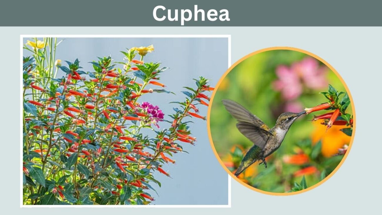 Cuphea (Cigar Plant)