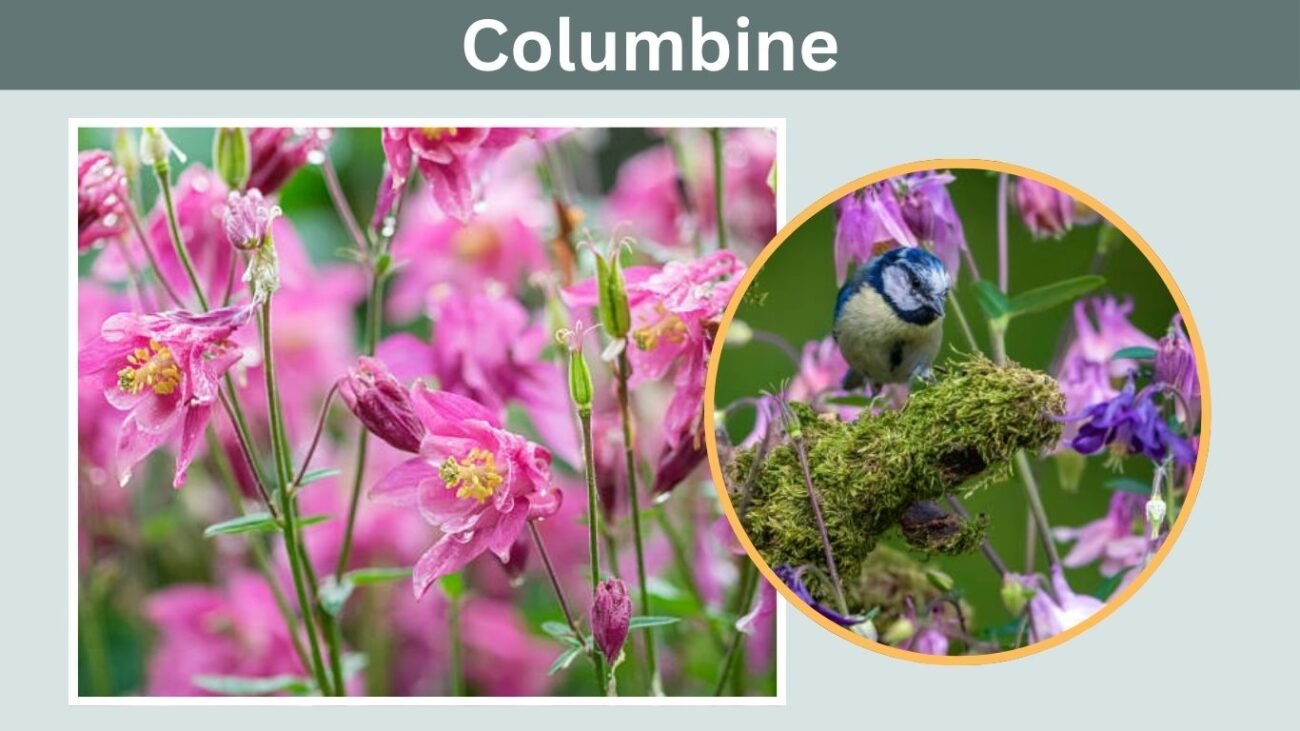 Columbine
