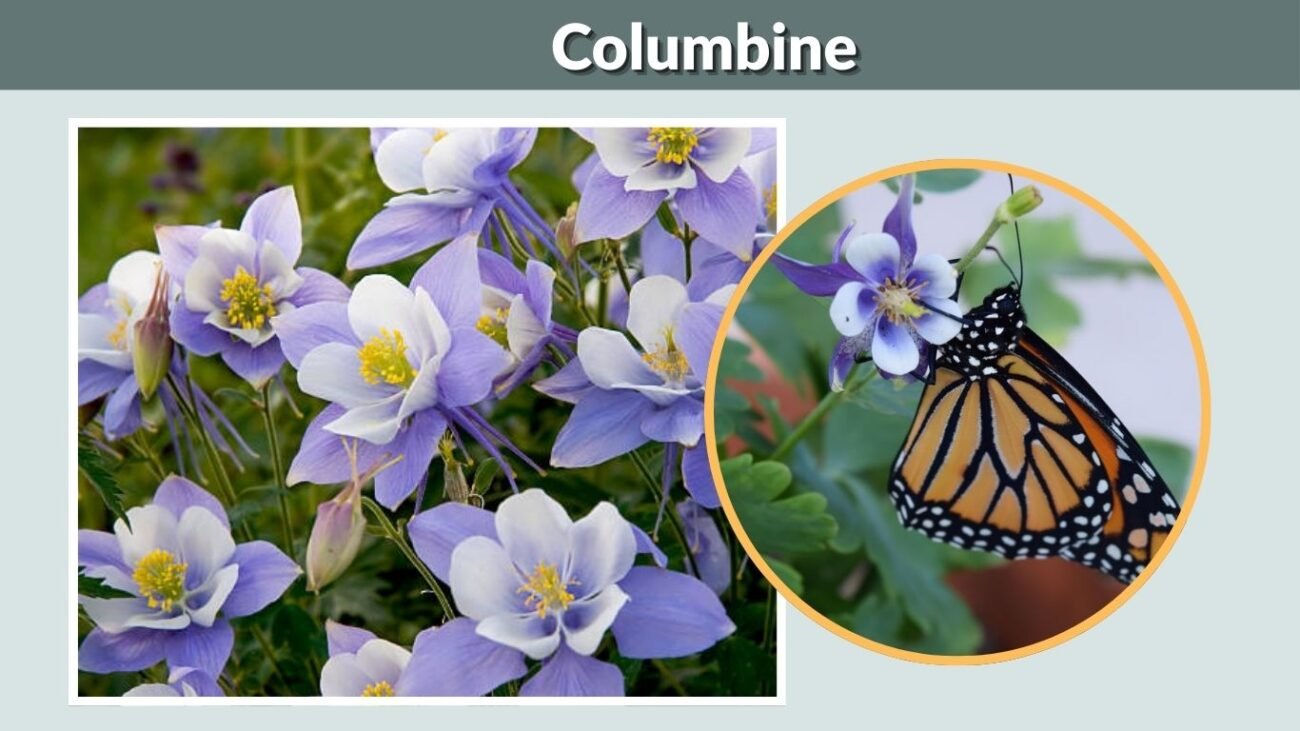 Columbine