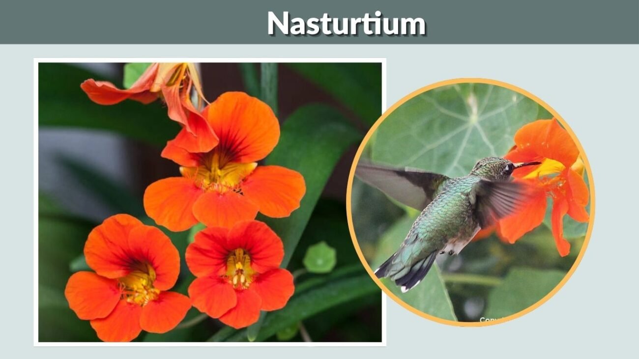 Nasturtium