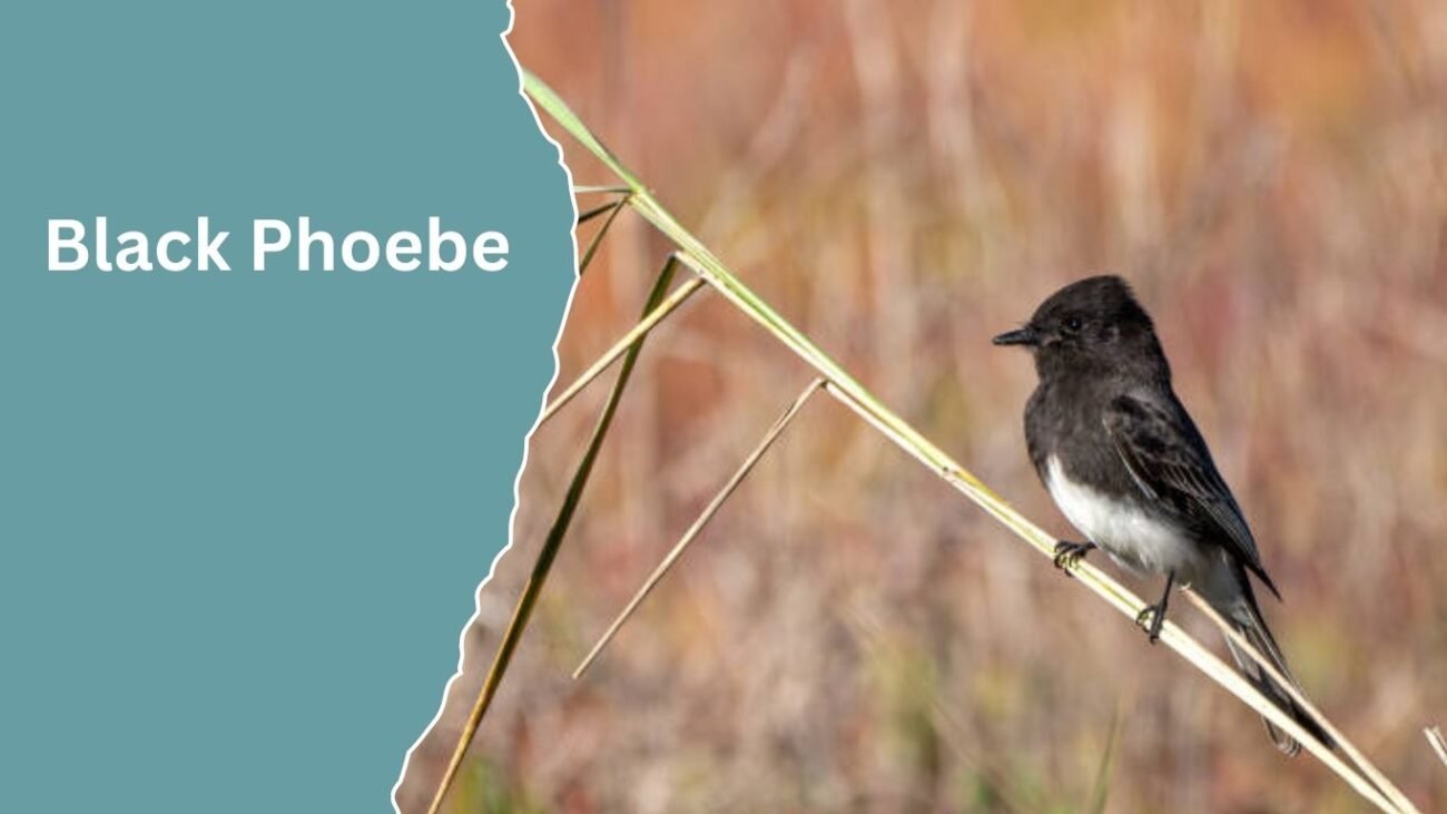 Black Phoebe