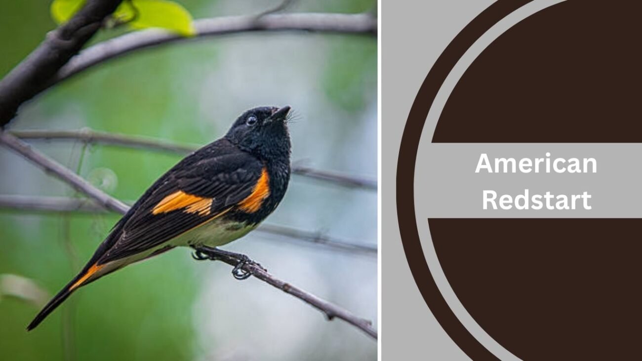 10 Black and White Bird with Red Chest: Identification with Pictures