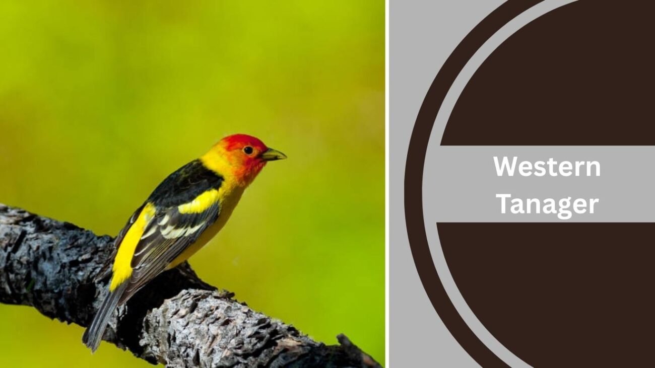 Western Tanager