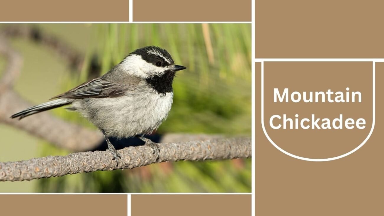 Mountain Chickadee