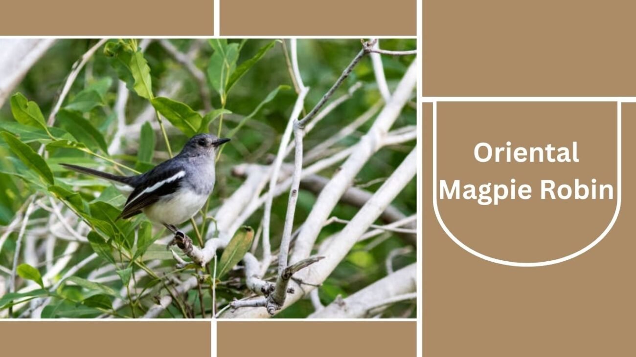 Oriental Magpie Robin