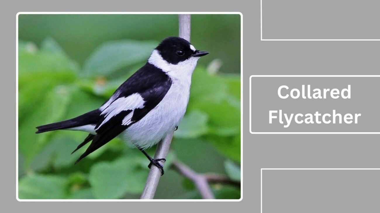 Collared Flycatcher