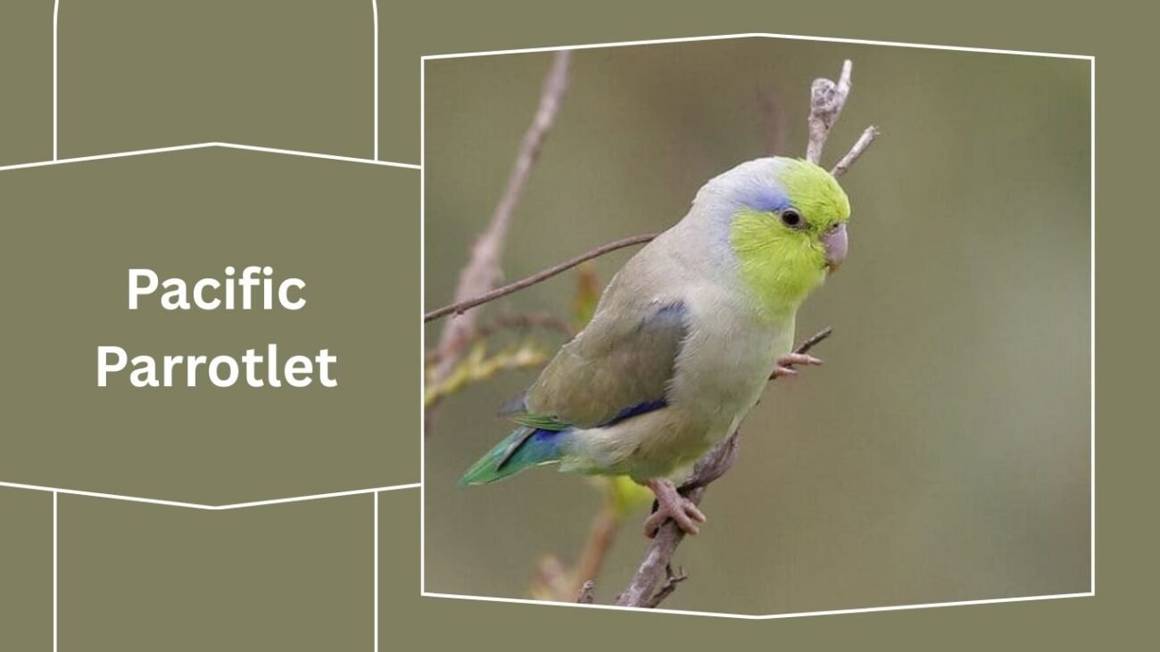 Pacific Parrotlet