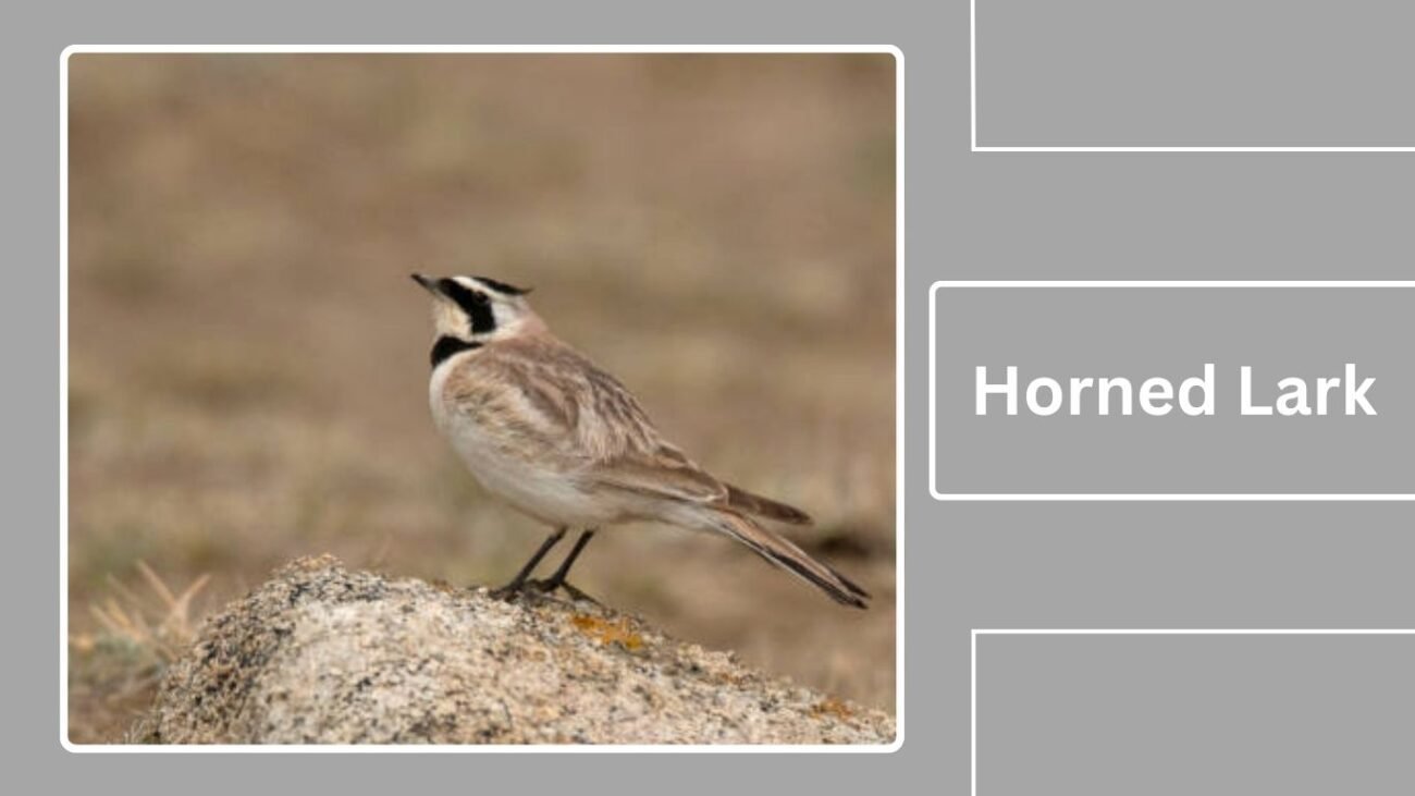 Horned Lark