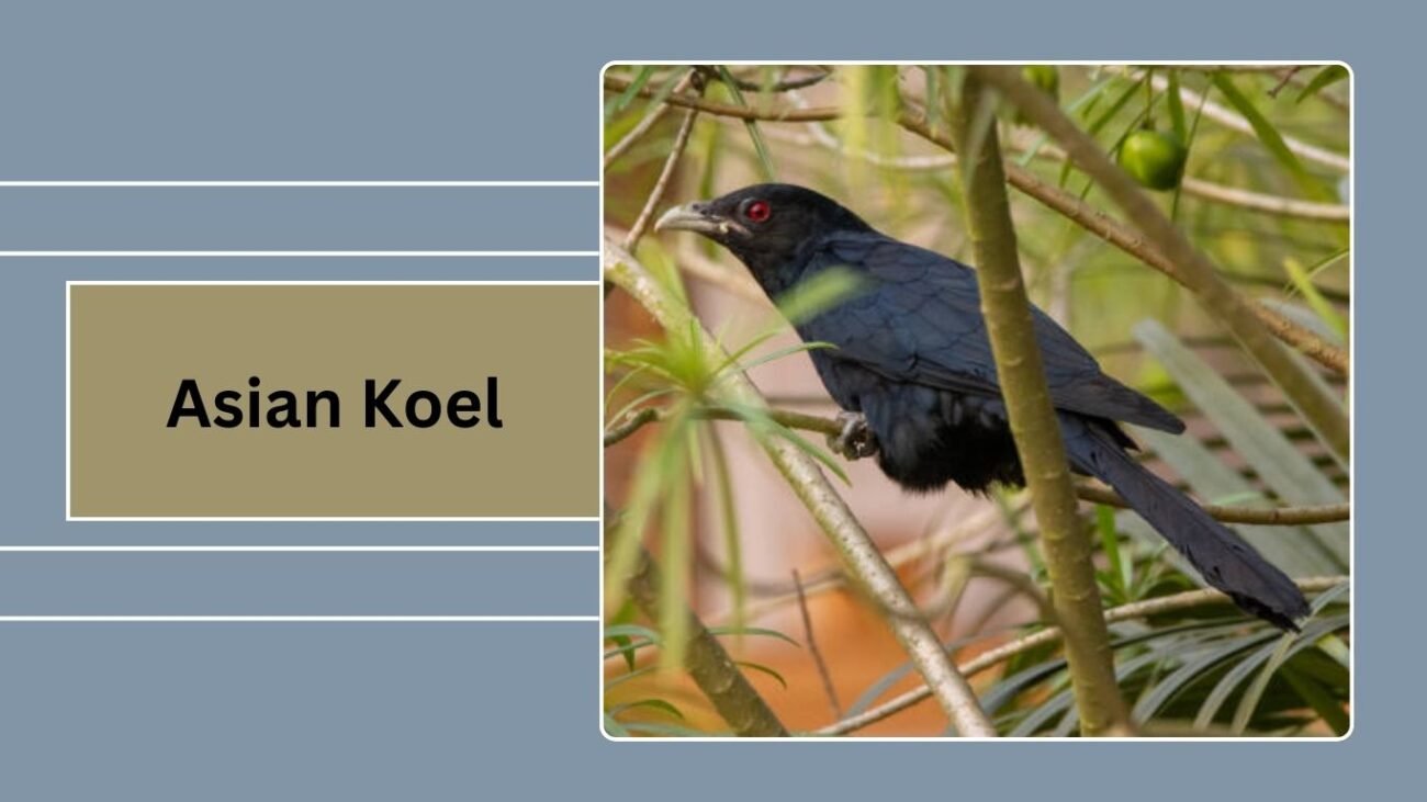 Asian Koel (Female)