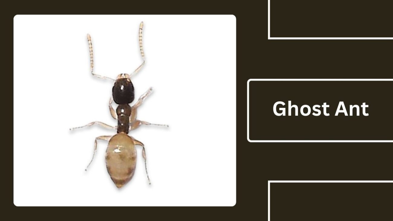 Ghost Ant