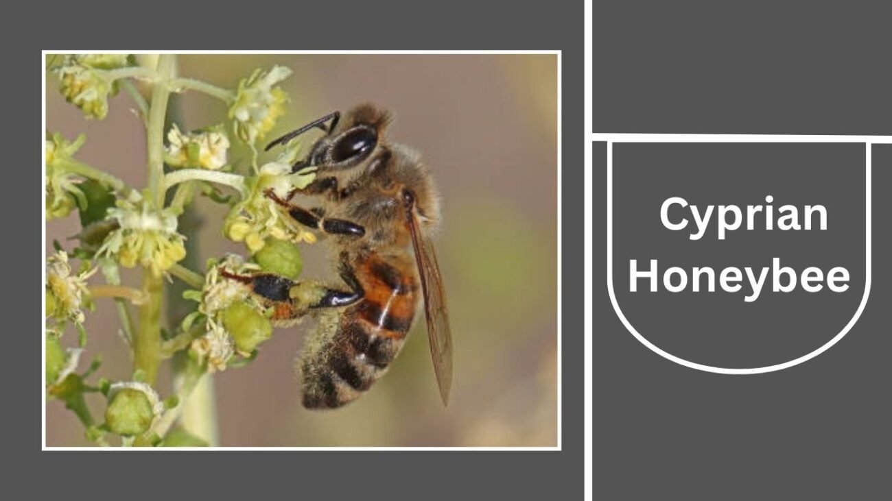 Cyprian Honeybee (Apis mellifera cypria)