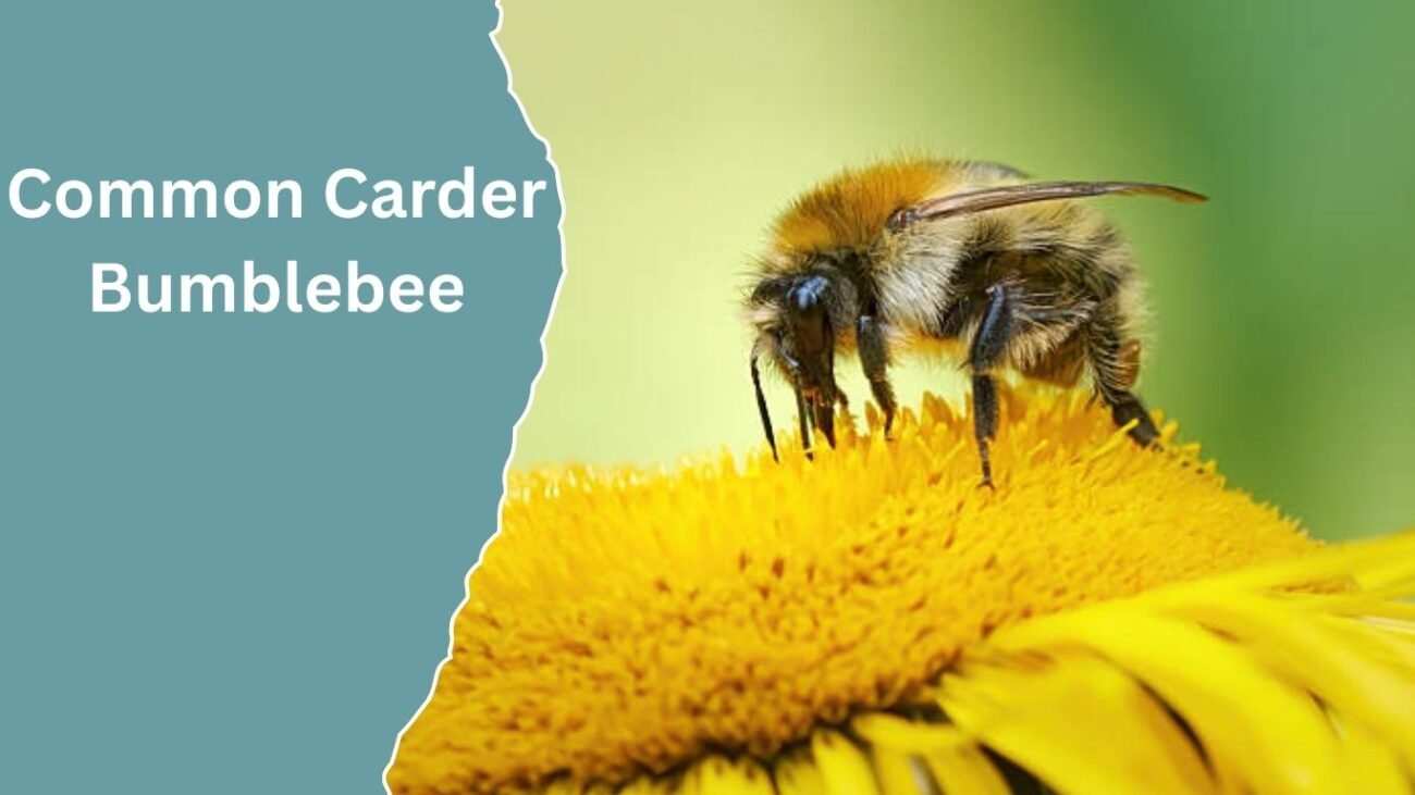 Common Carder Bumblebee (Bombus pascuorum)