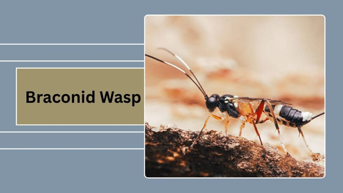 Braconid Wasp