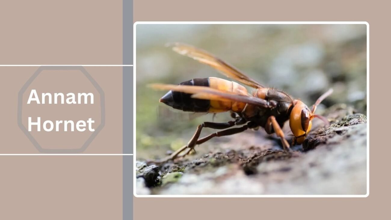 Annam Hornet (Vespa analis)