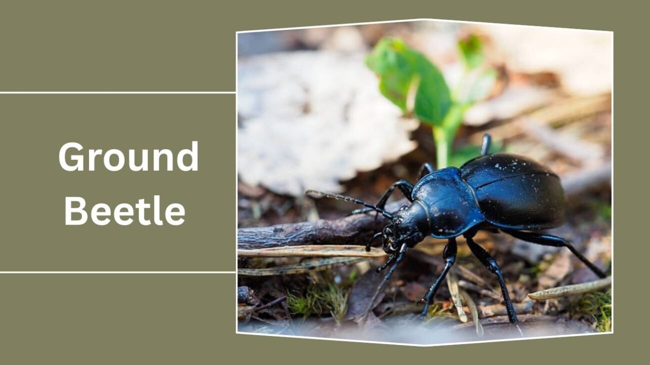 Ground Beetle (Carabidae)