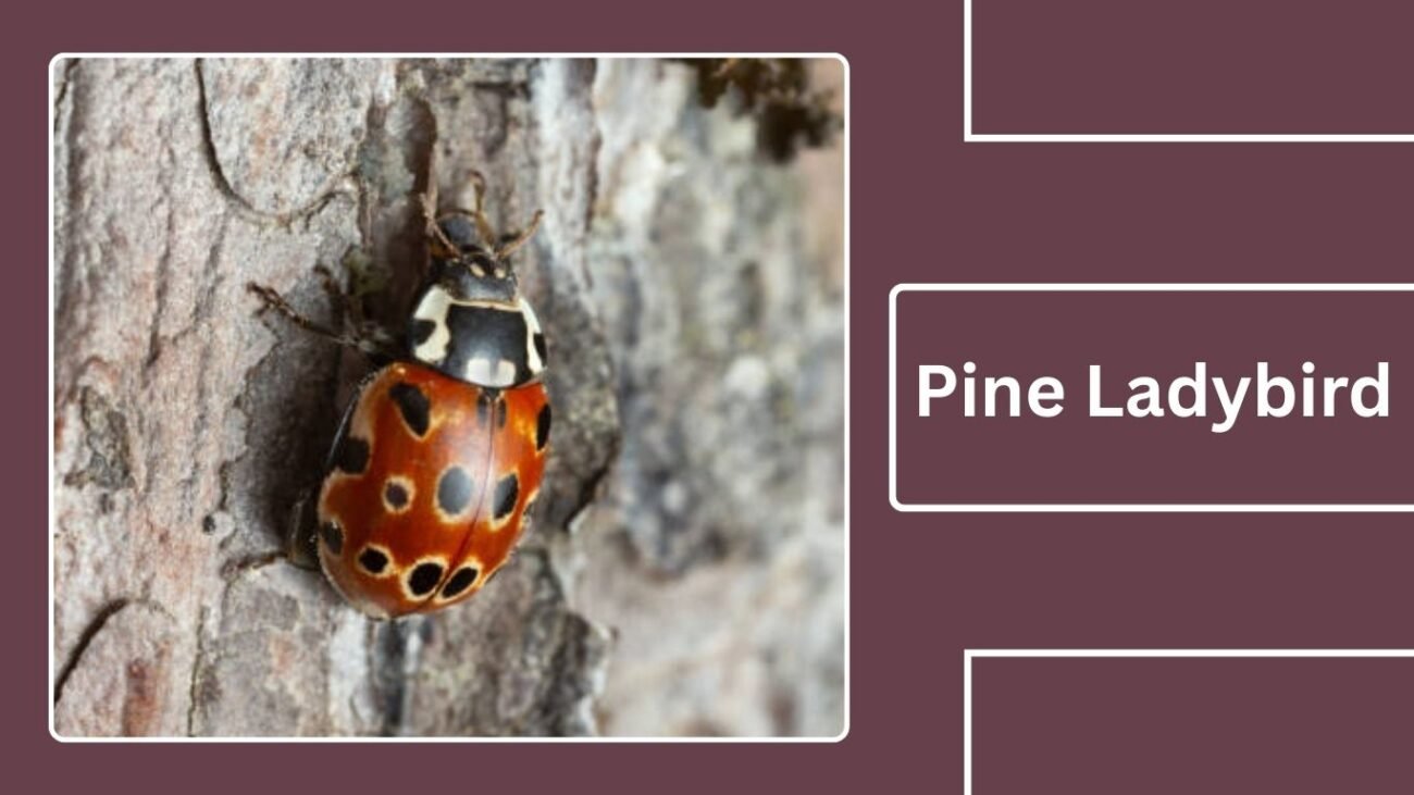 Pine Ladybird (Exochomus quadripustulatus)