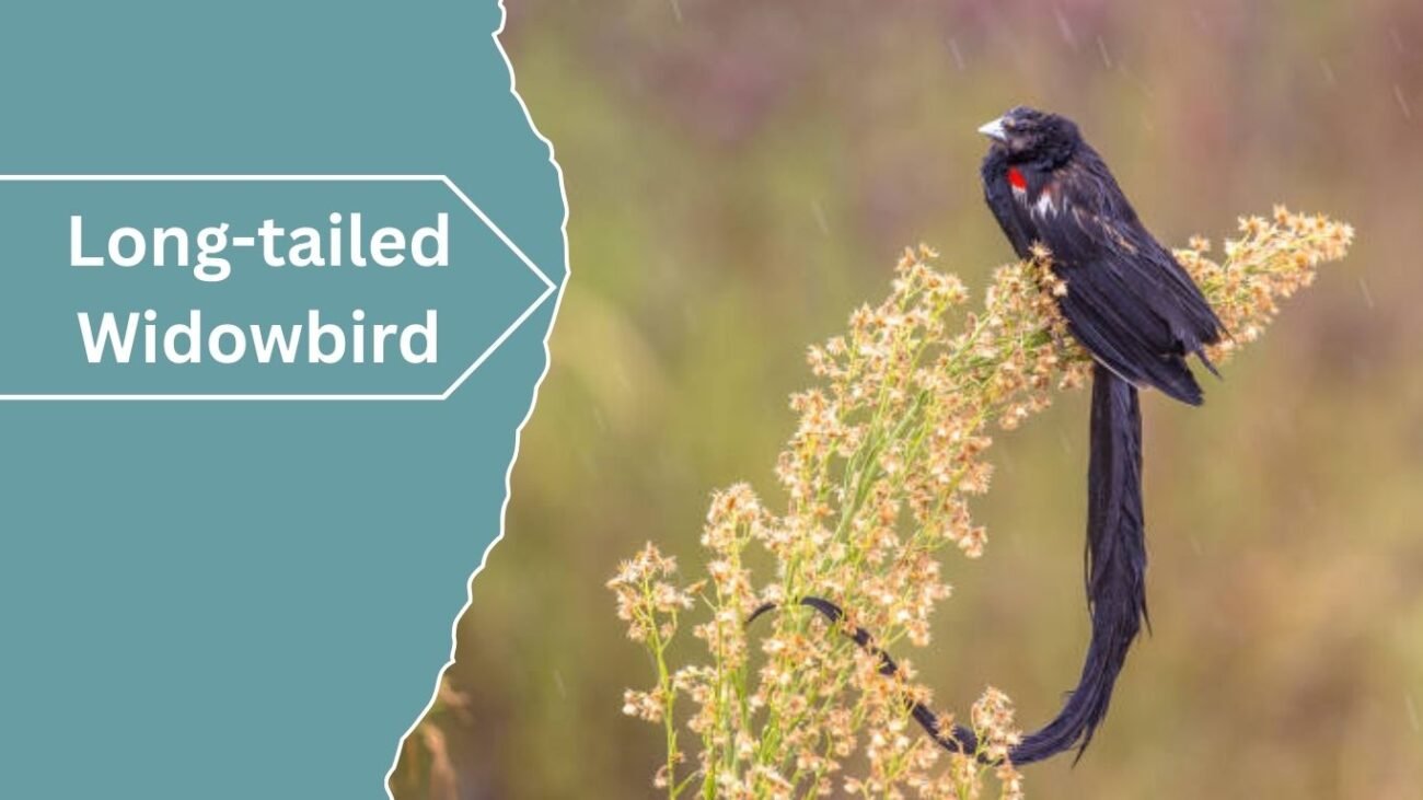  Long-tailed Widowbird