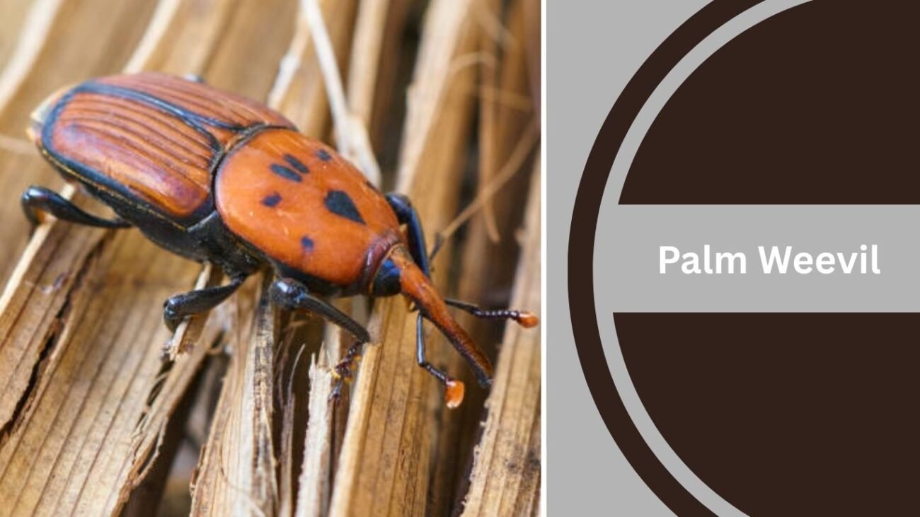 Palm Weevil
