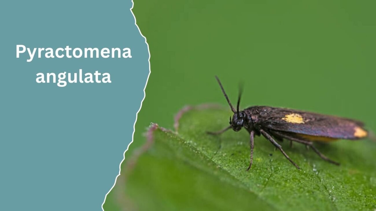 Pyractomena angulata