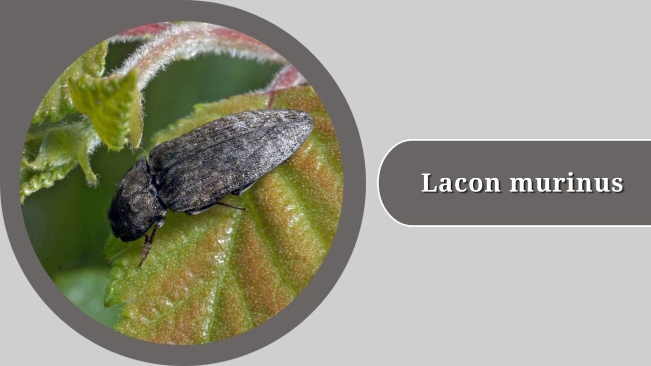 Lacon murinus