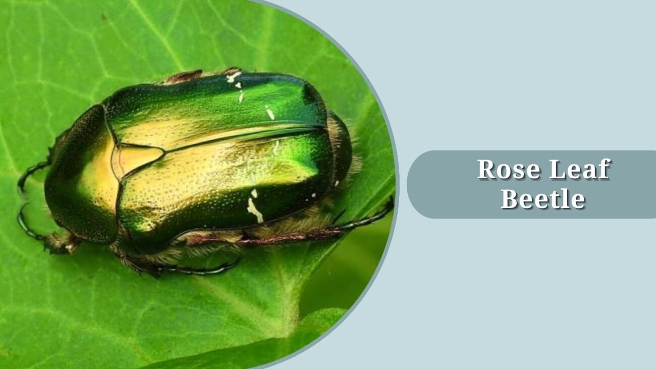 Rose Leaf Beetle