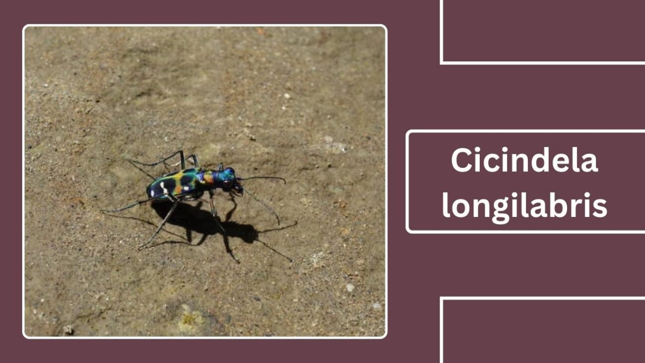 Cicindela longilabris