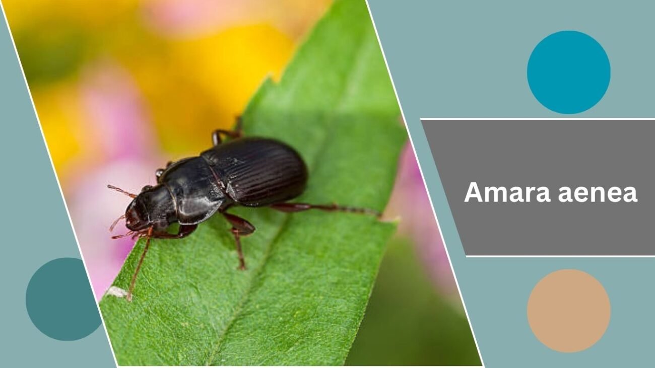 Amara aenea